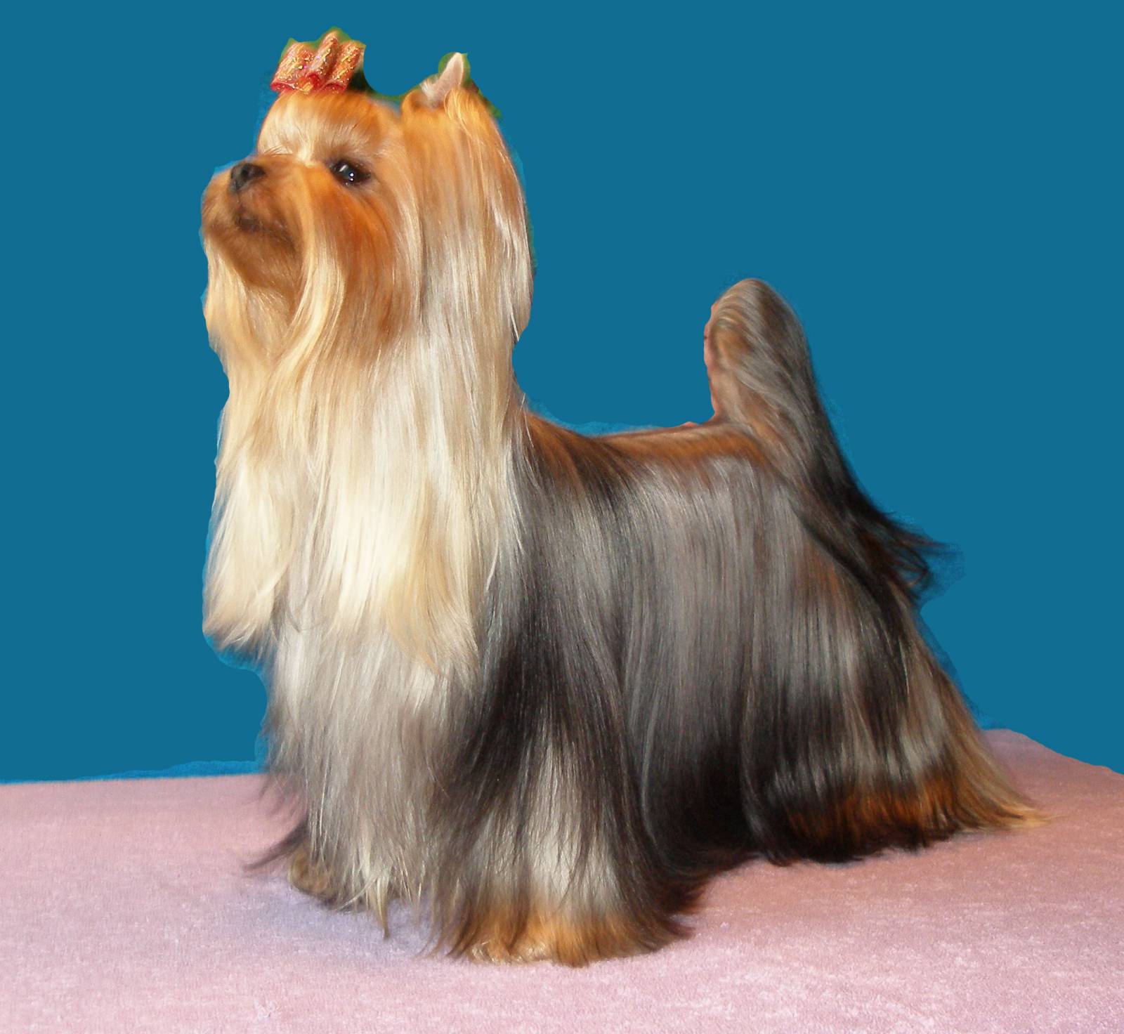 Stjumers STJUMER'S ORIGIN LIFE &mdash; Labaza DogPedigree YorkshireTerrier